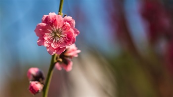 <i>Prunus persica</i>